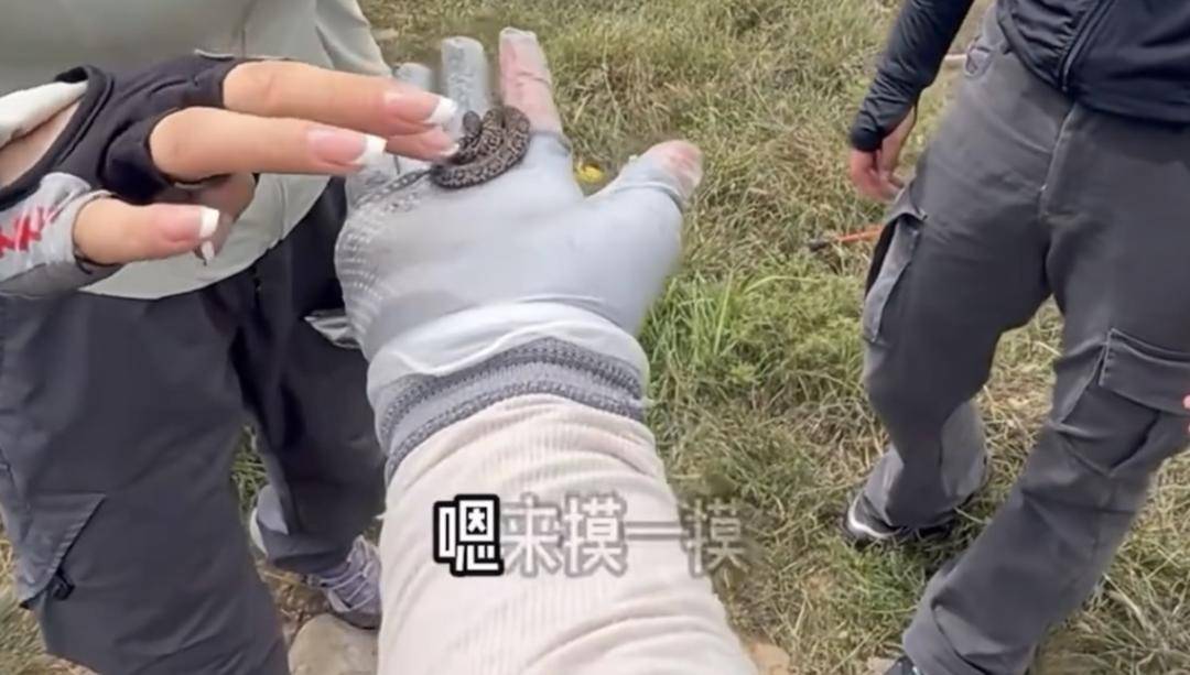 驴友爬山捡到小蛇后轮流抚摸 专家:是短尾蝮蛇,有剧毒