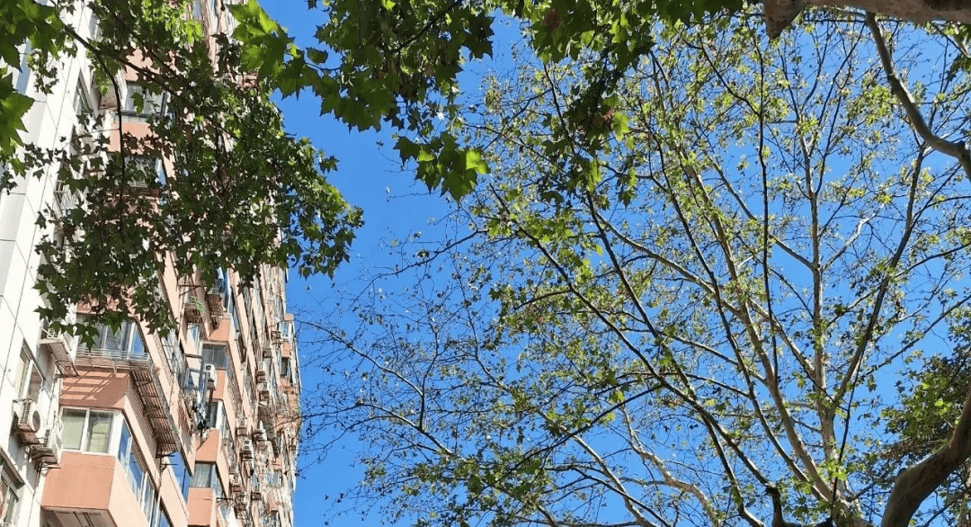 上海今夏已持续152天居历史第四,未来三天还可能刷新另一项记录